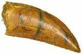 Serrated Raptor Tooth - Real Dinosaur Tooth #361017-1